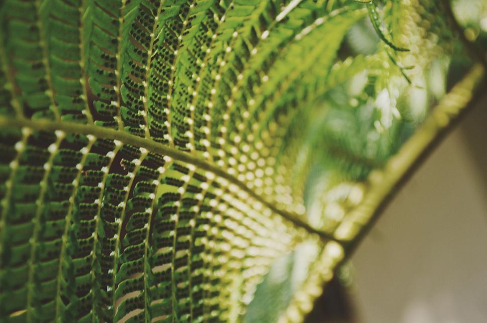 Free Image of Close Up of a Green Leafy Plant 