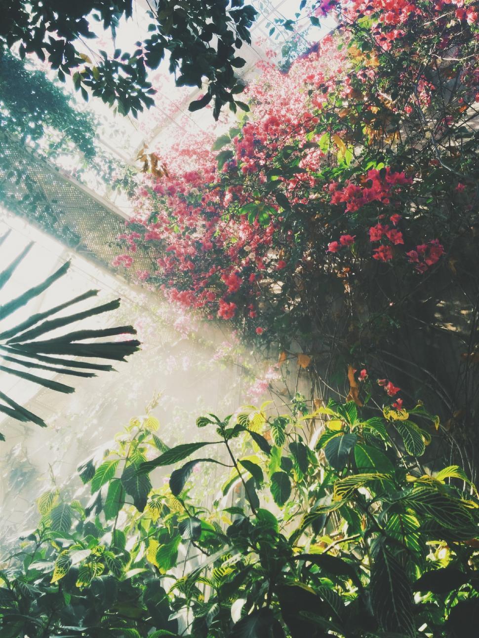 Free Image of Abundant Wildflowers in Verdant Forest 