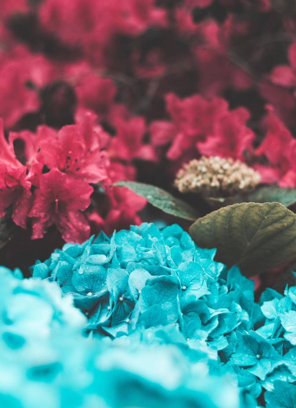 Free Image of A Bunch of Flowers Resting in the Grass 