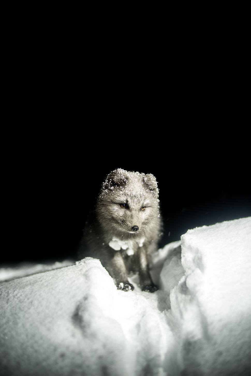 Free Image of Small Animal Exploring Snowy Landscape 