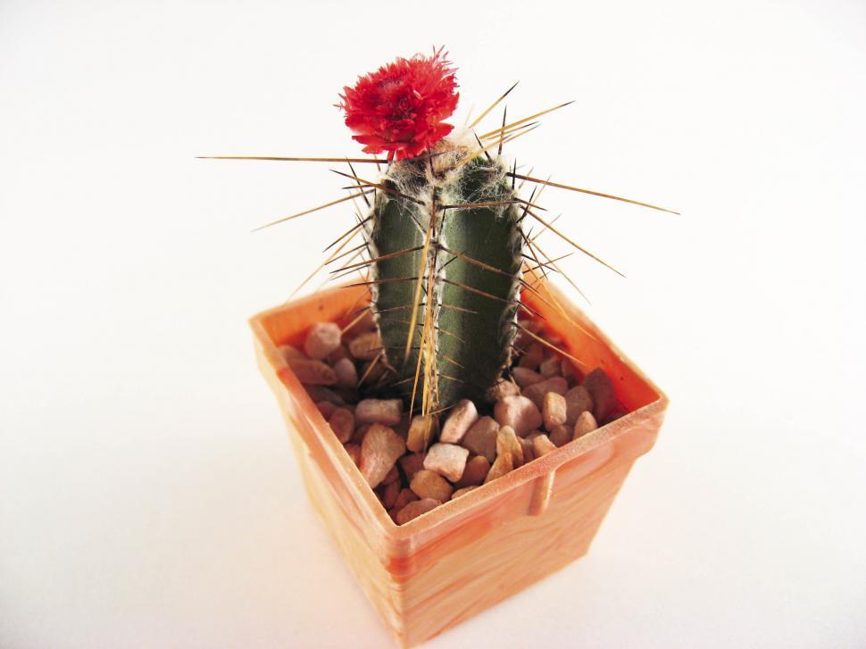 Free Image of Cactus 