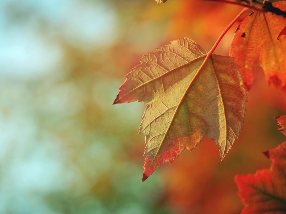 Free Image of Close-Up of Leaf on a Tree 