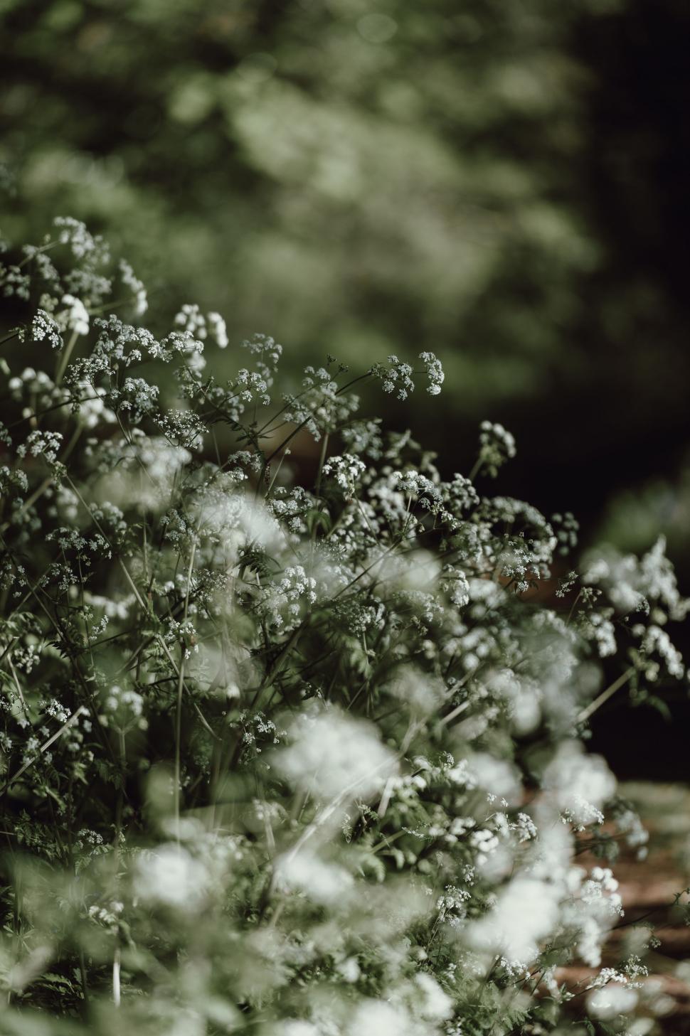 Free Image of Cluster of Flowers in Black and White 