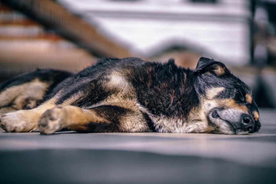 Free Image of Black and Brown Dog Laying on Ground 