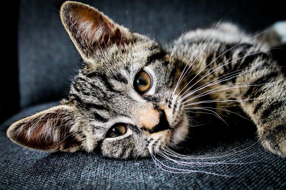 Free Image of Cat Laying on Back on Couch 