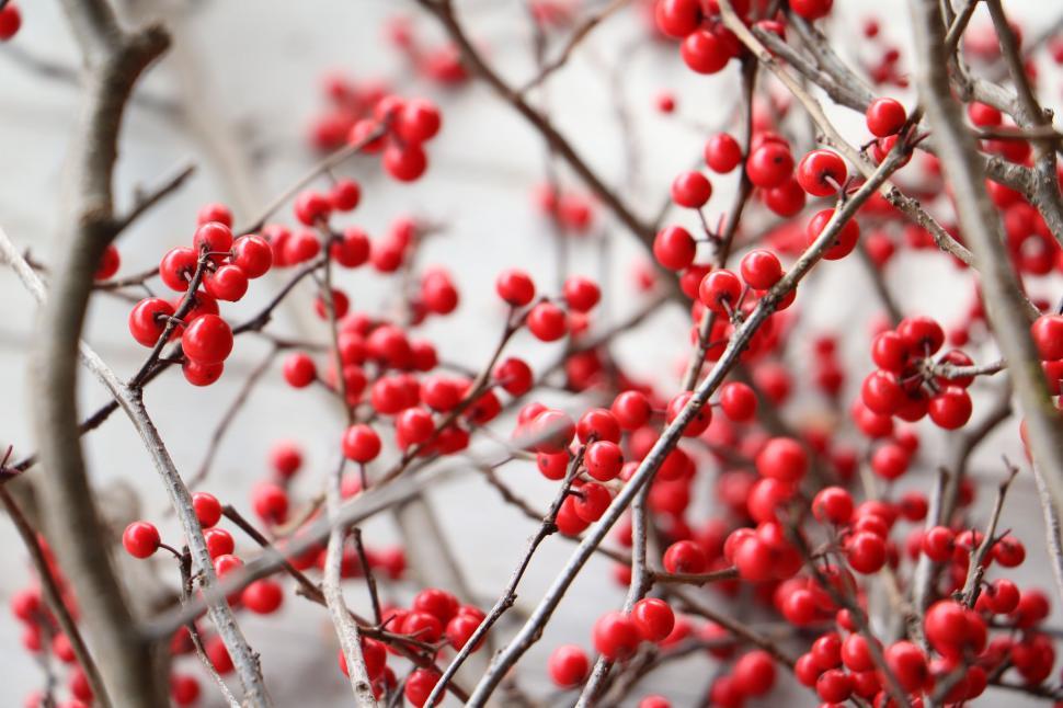 Free Image of Red Berries Growing on Tree Branches 