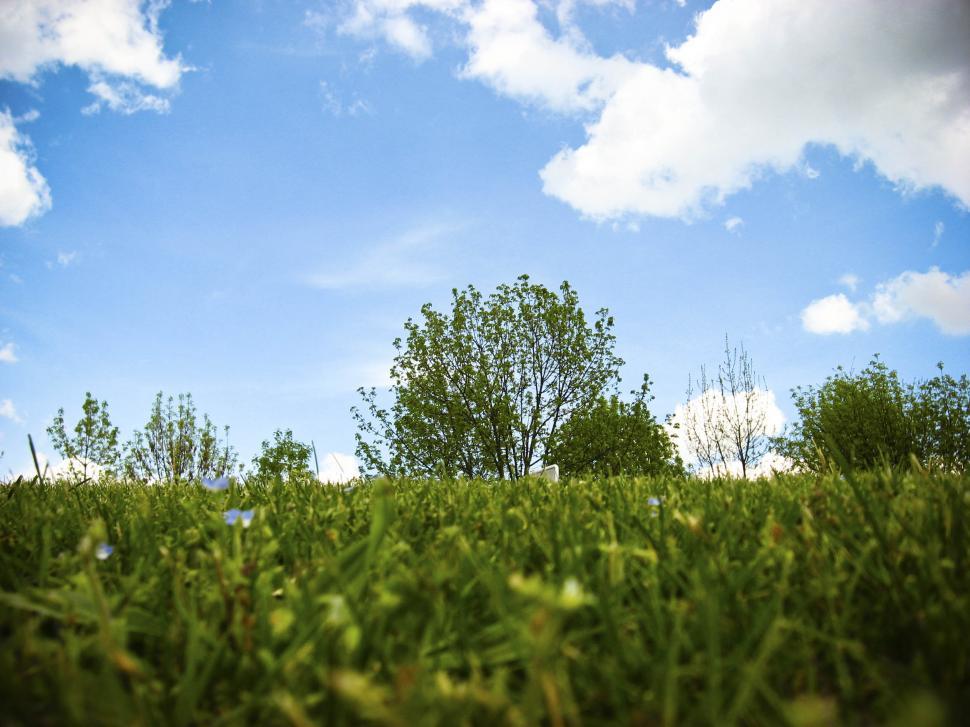 Free Image of grass and sky 