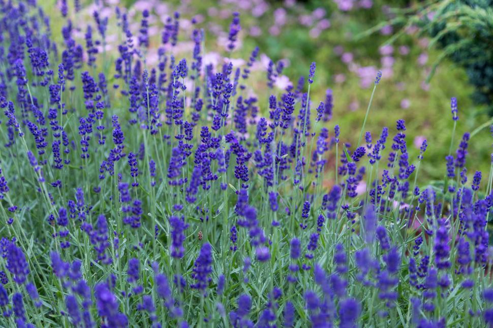 Free Image of Purple Flowers Field Next to Forest 
