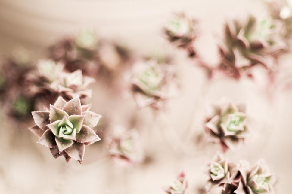 Free Image of Close Up of Small Flowers 