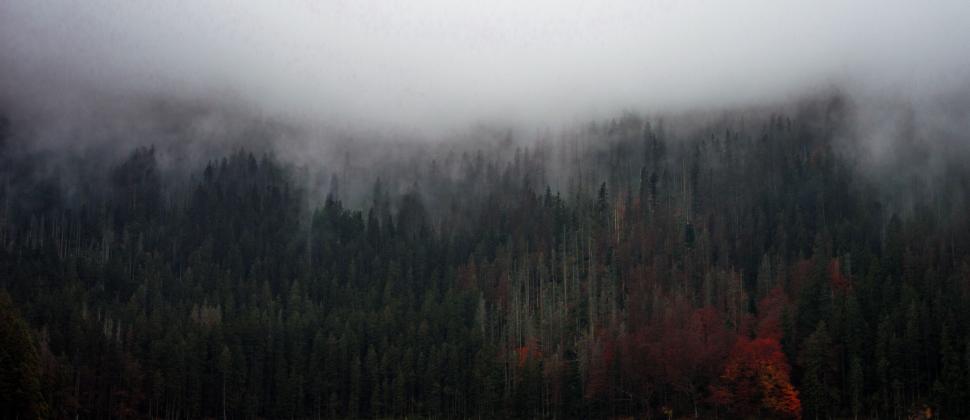 Free Image of Plane Flying Over Forest 