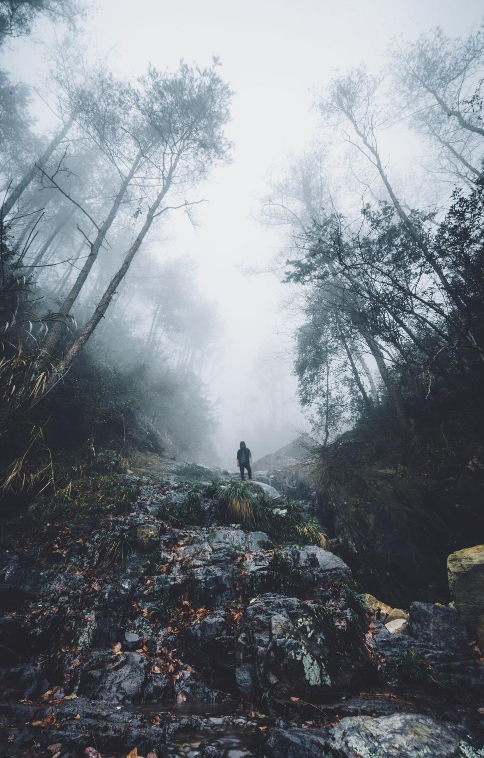 Free Image of Person Standing in Middle of Forest 