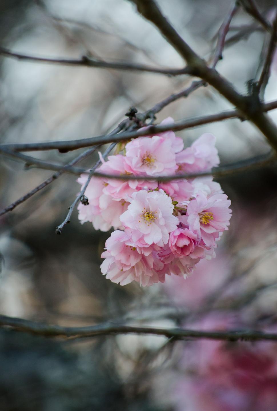 Free Image of Pink Flowers Blooming on Tree Branch 
