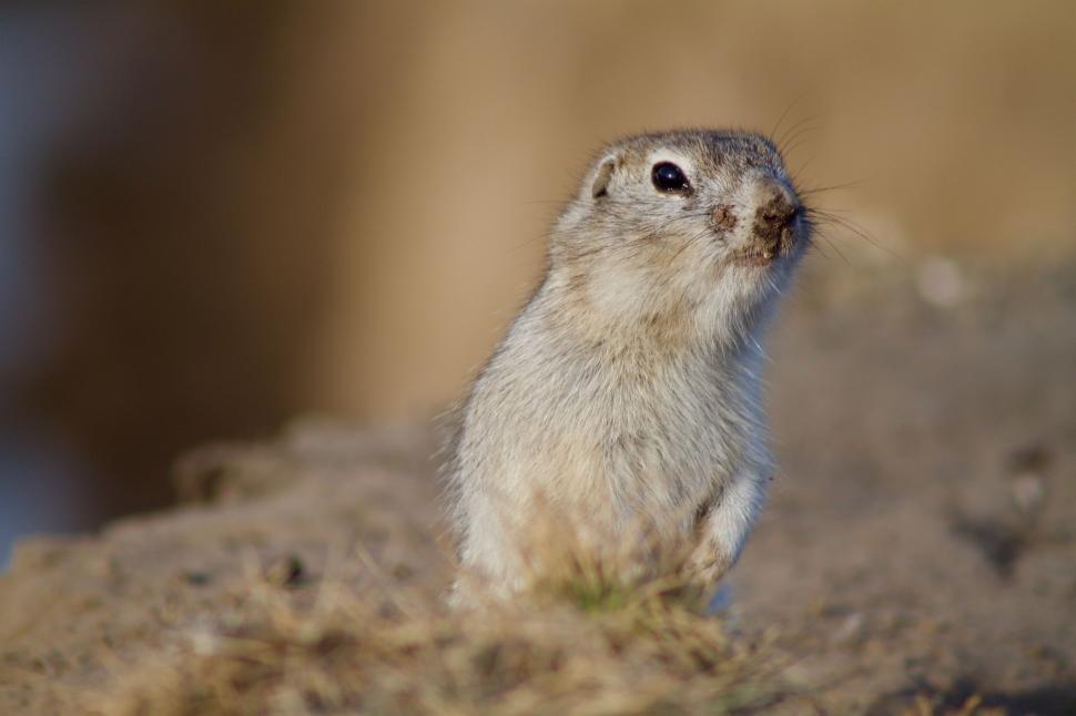 Free Image of Small Animal Standing on Top of Pile of Dirt 