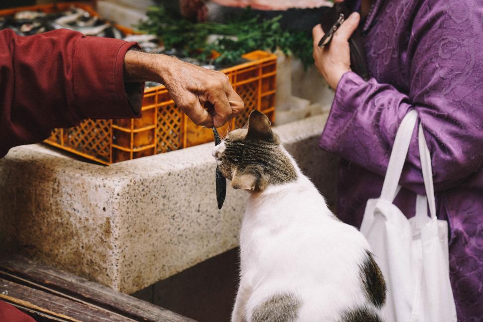 Free Image of Cat Standing Next to Person 