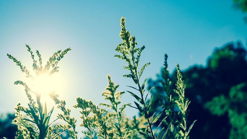 Free Image of Sun Shines Through Branches of Tree 