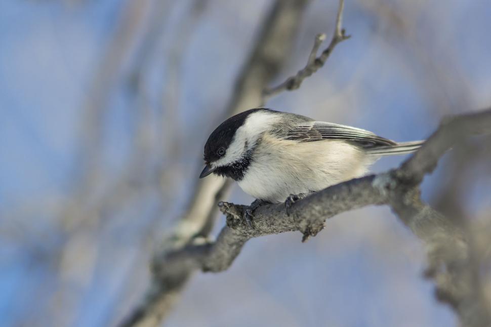 Free Image of Black and White Bird Perched on Tree Branch 
