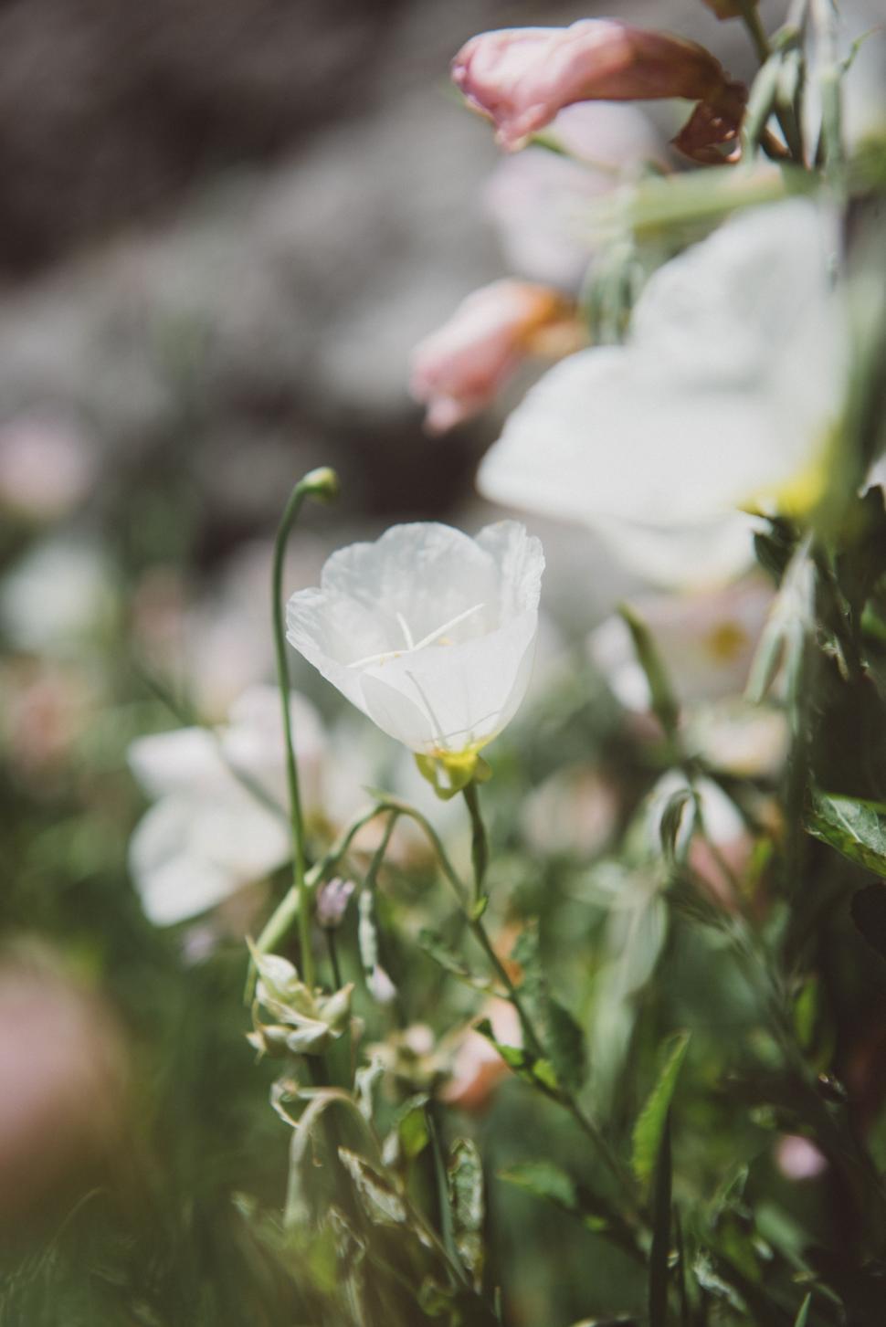 Free Image of Wildflowers Sprouting in Grass 