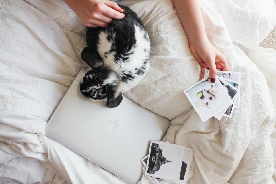 Free Image of Black and White Cat Sitting on Top of a Bed 