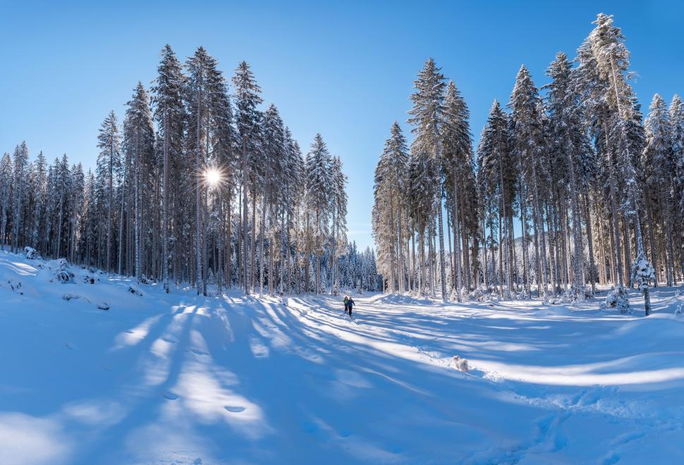 Free Image of Person Skiing on Snowy Surface 