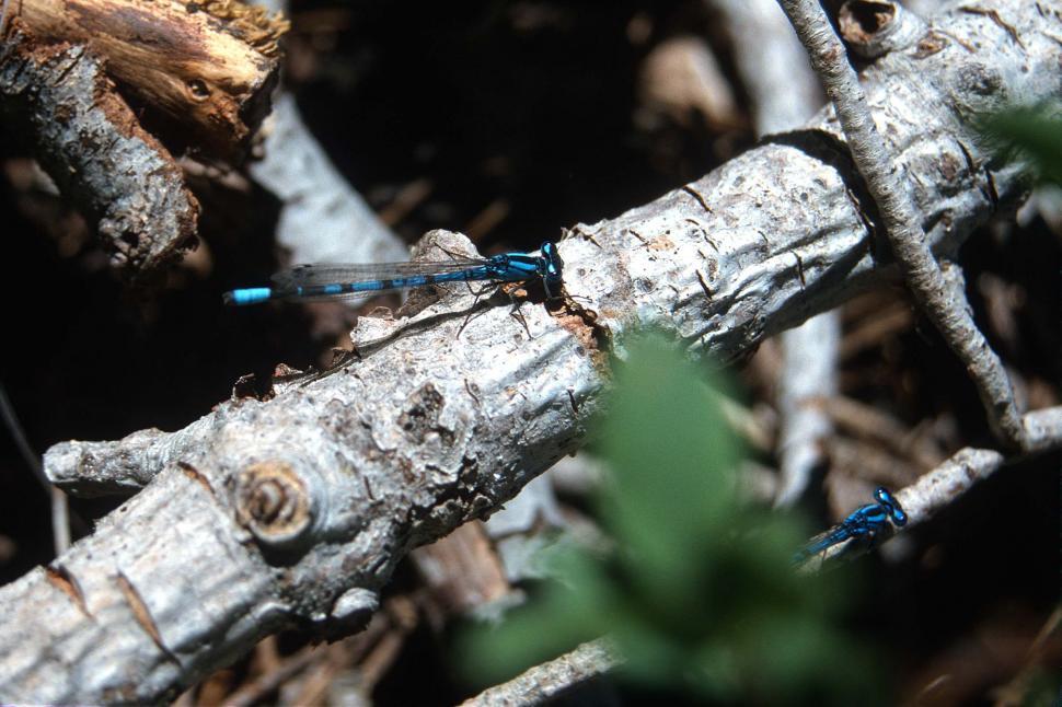 Free Image of Damselflies  