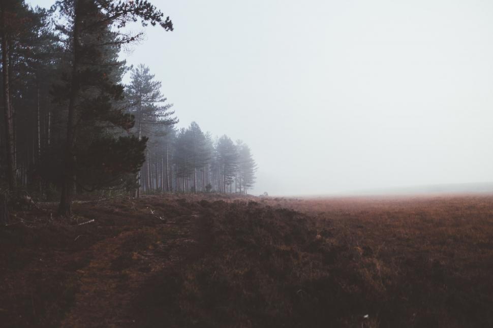 Free Image of Foggy Day in the Woods With Bench 