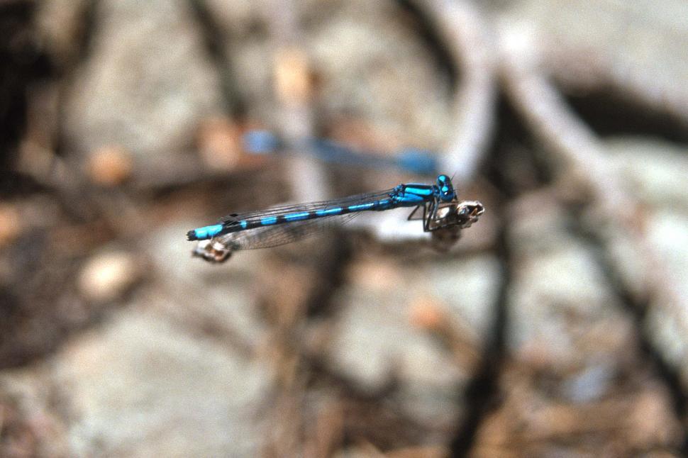 Free Image of Blue damselfly 