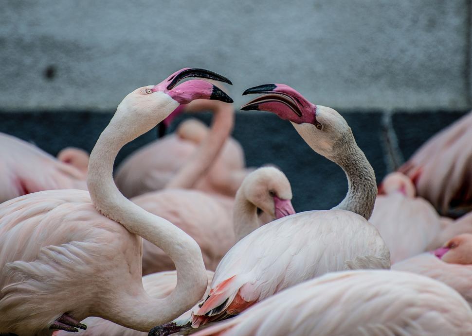 Free Image of Group of Flamingos Standing Together 