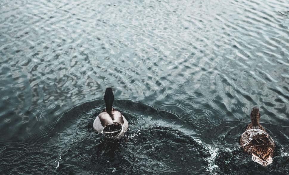 Free Image of Birds Floating on Top of Water 