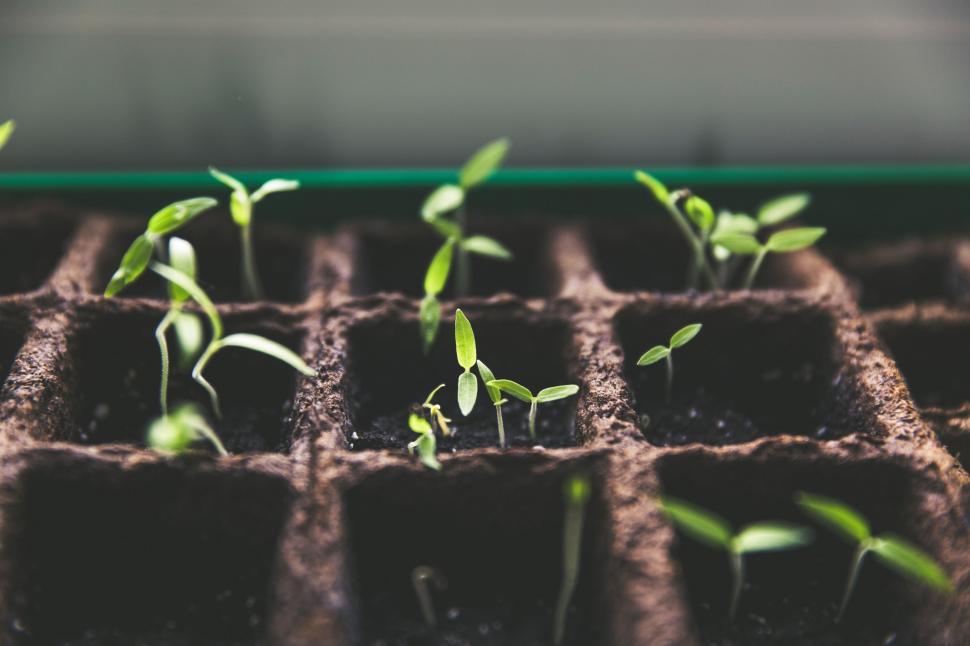 Free Image of Close Up of a Seedling Plant in a Seed Tray 