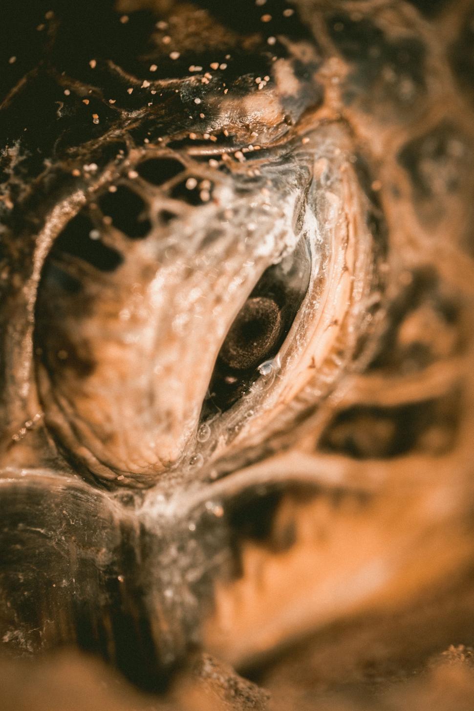Free Image of Water Droplets on Close-Up Animal Eye 