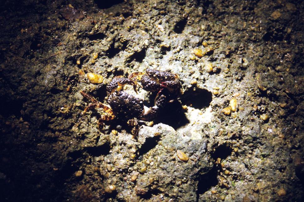 Free Image of Crabs in the ocean 