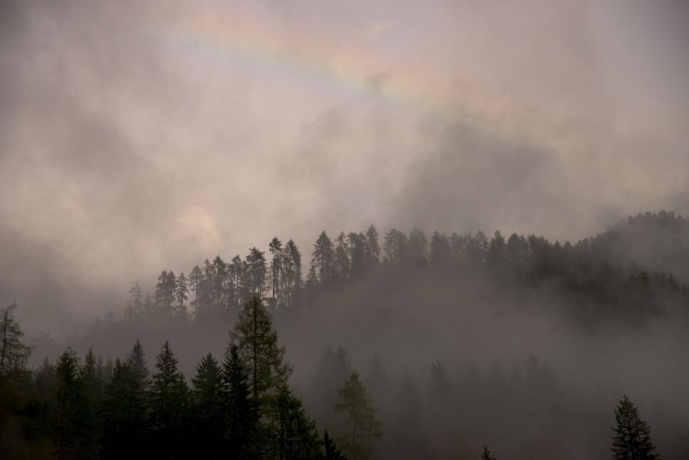 Free Image of Misty Forest in Monochrome 