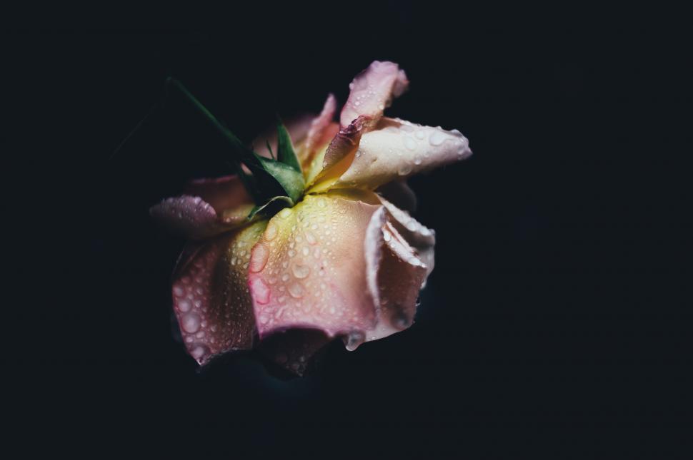 Free Image of Pink Flower With Water Droplets 
