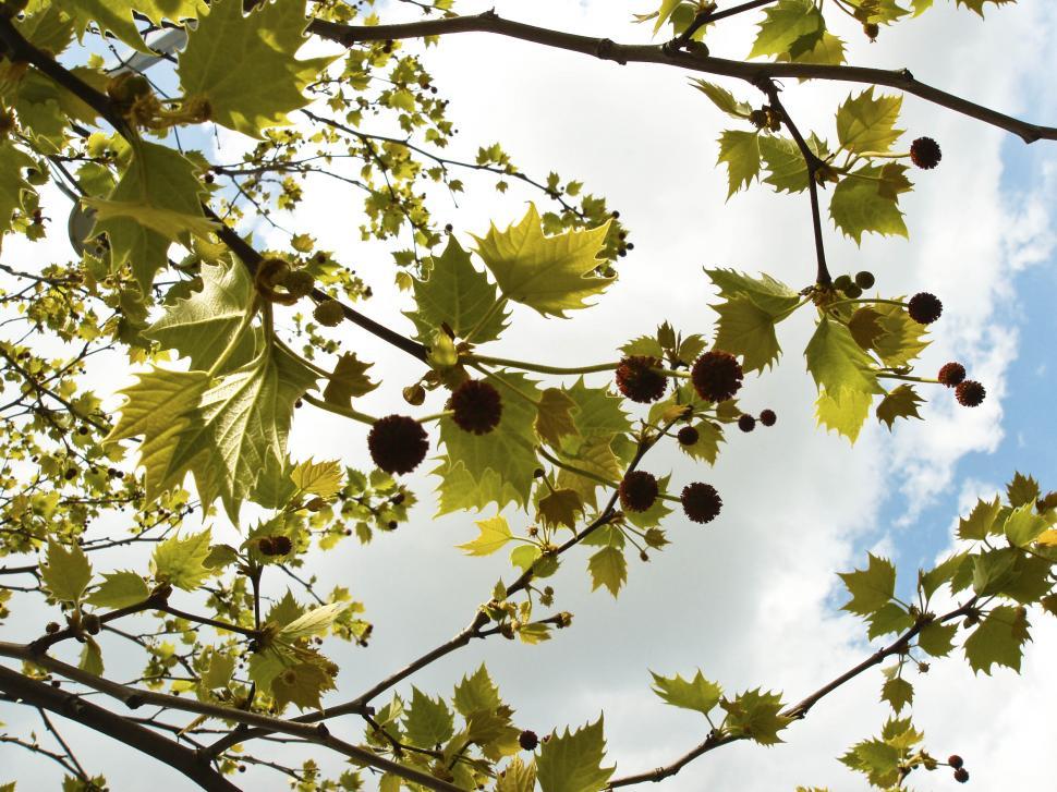 Free Image of tree branch and seed pods 