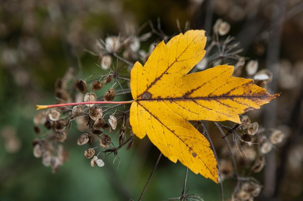 Free Image of Yellow Leaf Among Green Leaves on Plant 