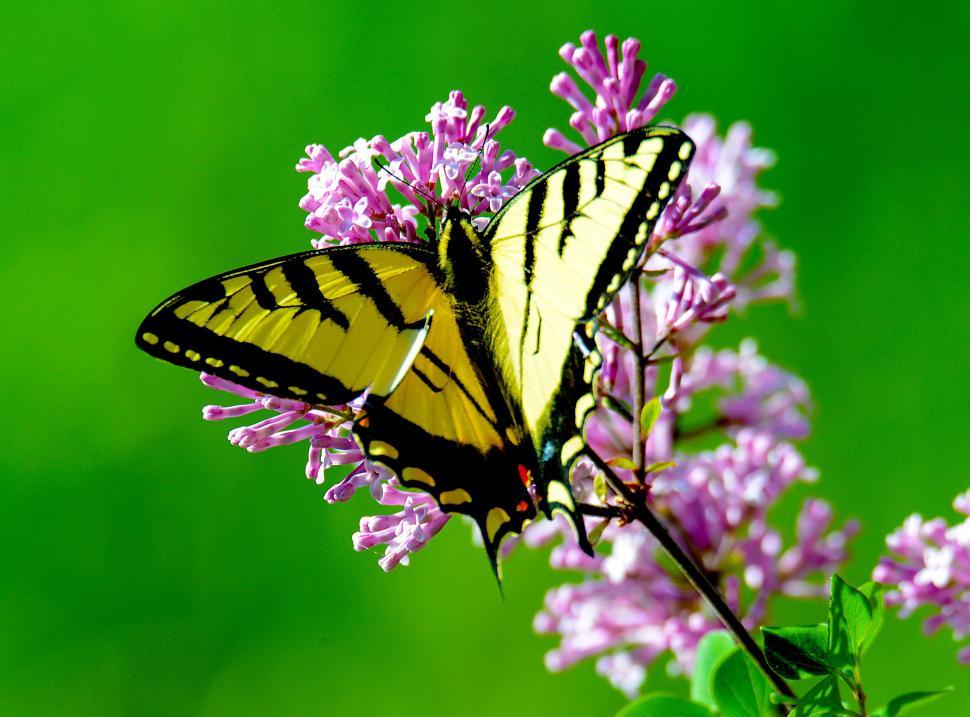 Free Image of Yellow and Black Butterfly on Purple Flower 