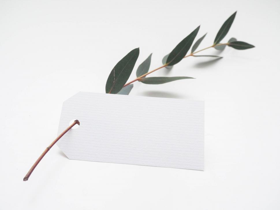 Free Image of Leaf Resting on Paper 