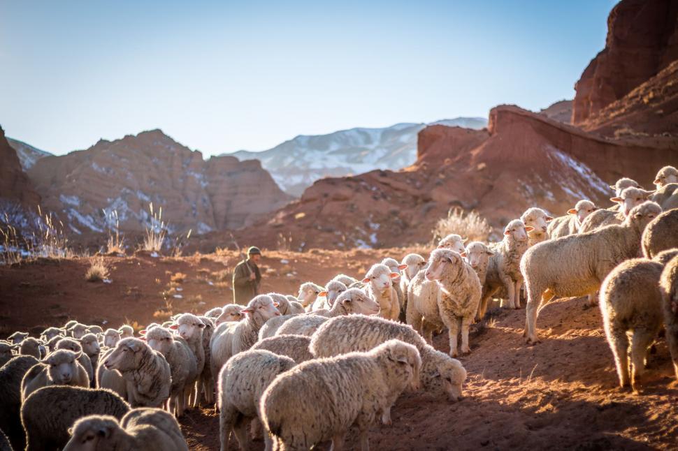 Free Image of Herd of Sheep Standing on Top of a Dirt Field 