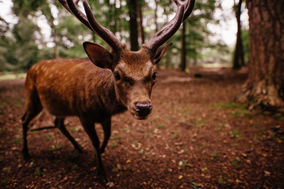 Free Image of Deer Standing in the Middle of a Forest 