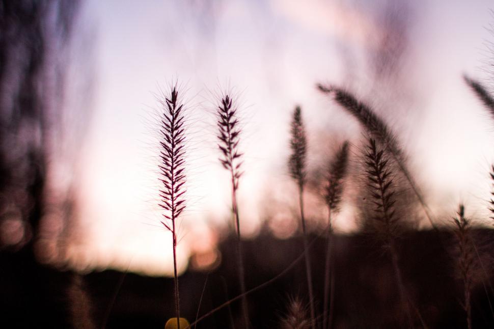 Free Image of Blurry Field of Tall Grass 