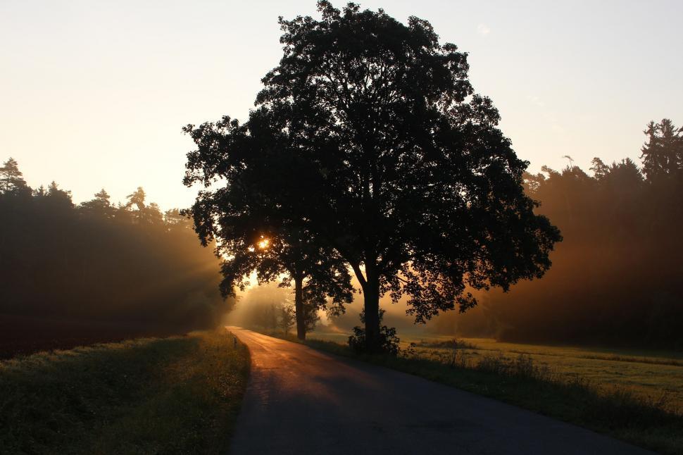 Free Image of Sun Shining Through Trees Along Roadside 