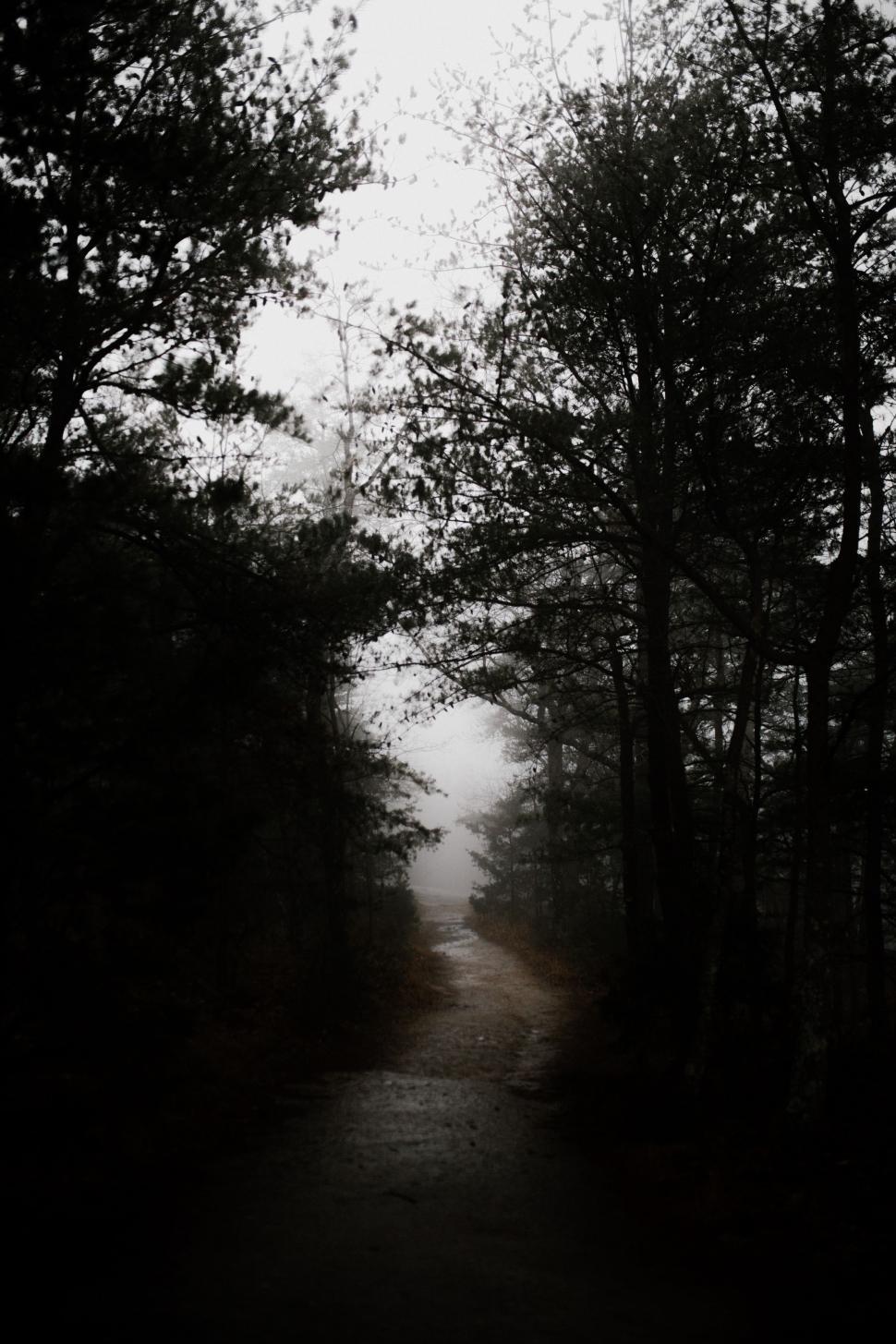 Free Image of A Path in the Woods 