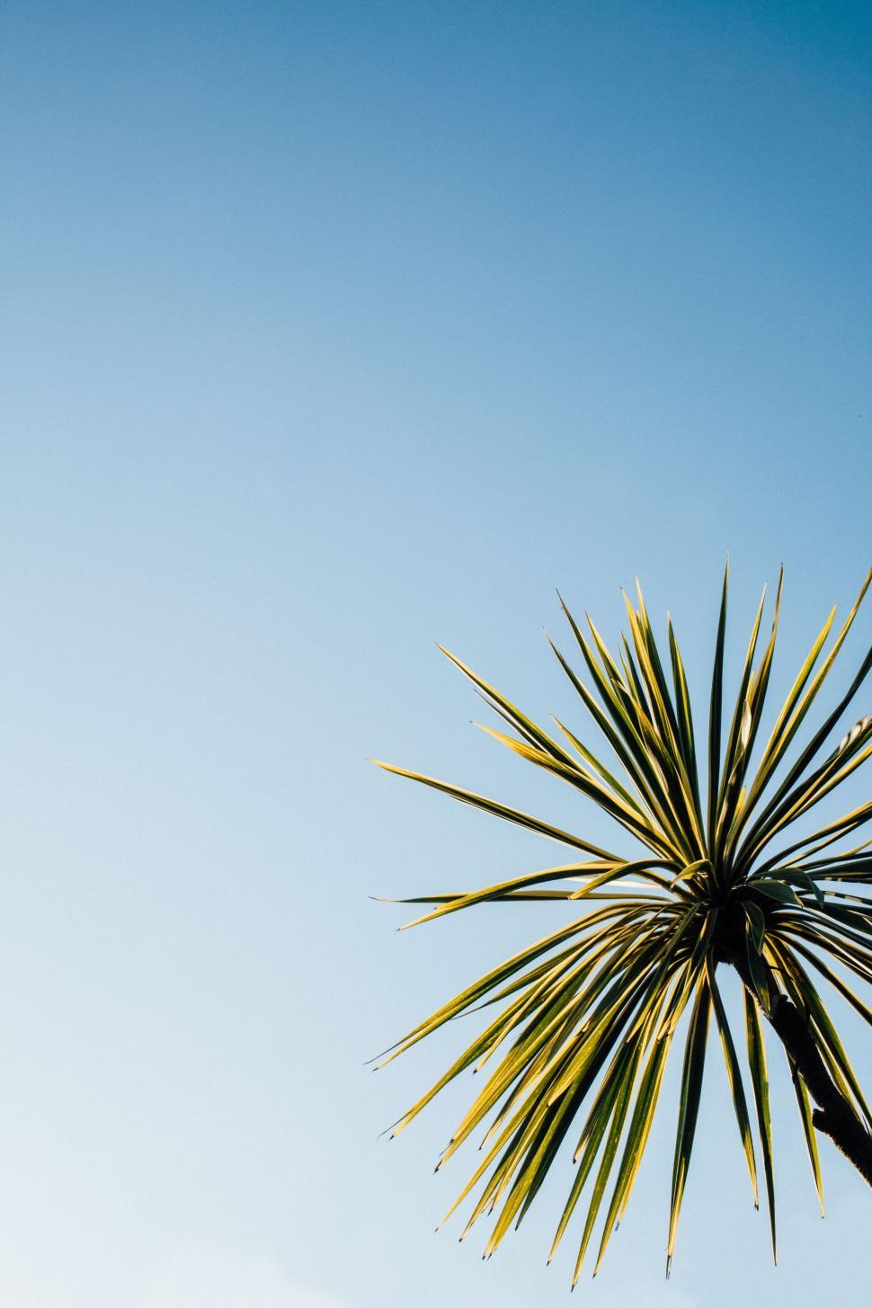 Free Image of Majestic Palm Tree Against Blue Sky 