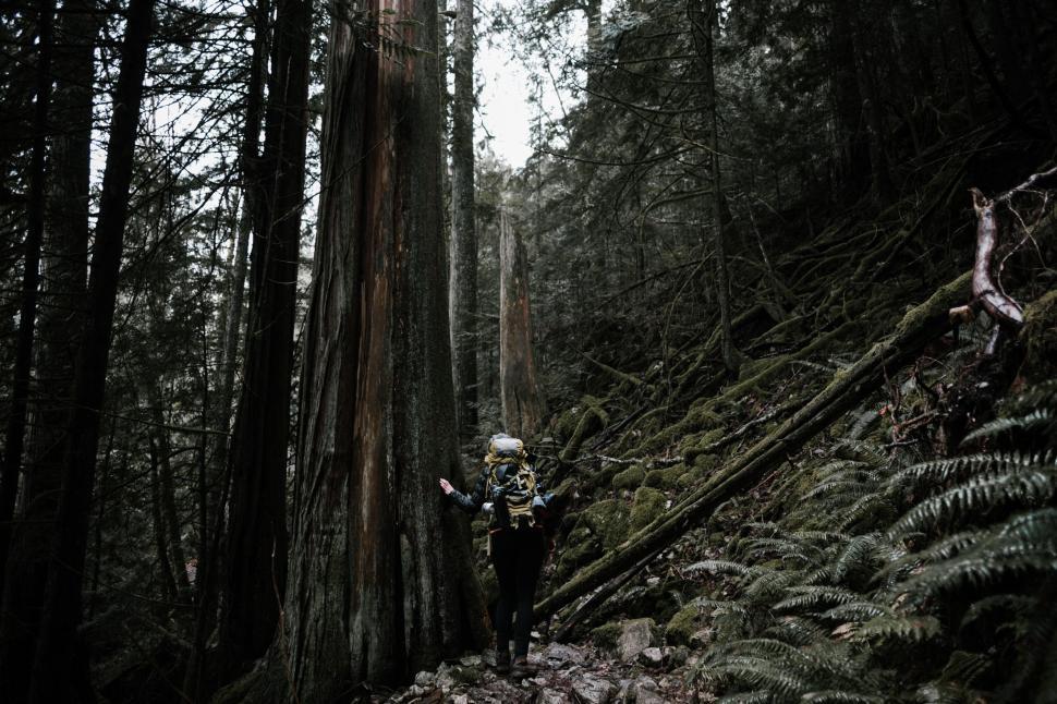 Free Image of Person Walking in Woods 