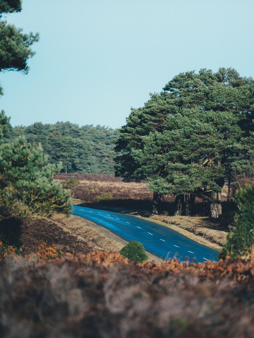Free Image of River Flowing Through Lush Green Forest 