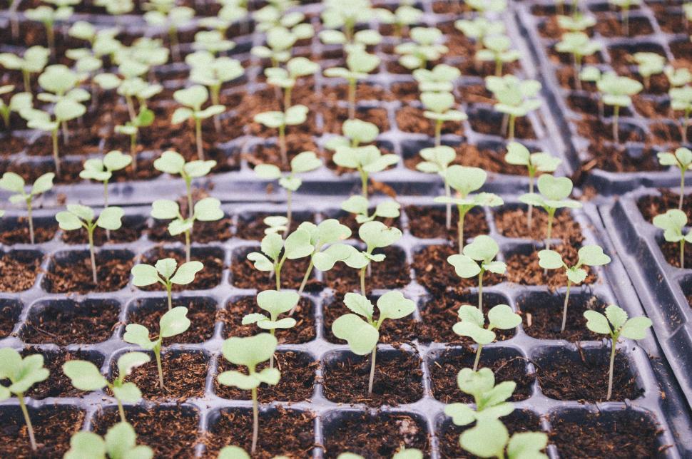 Free Image of Green Plants in Plastic Trays 