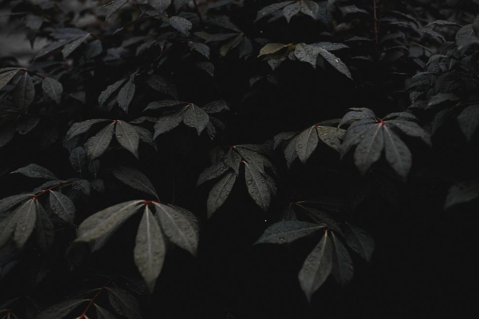 Free Image of Cluster of Leaves in Black and White 