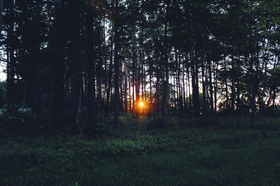 Free Image of Sun Shining Through Trees in Forest 