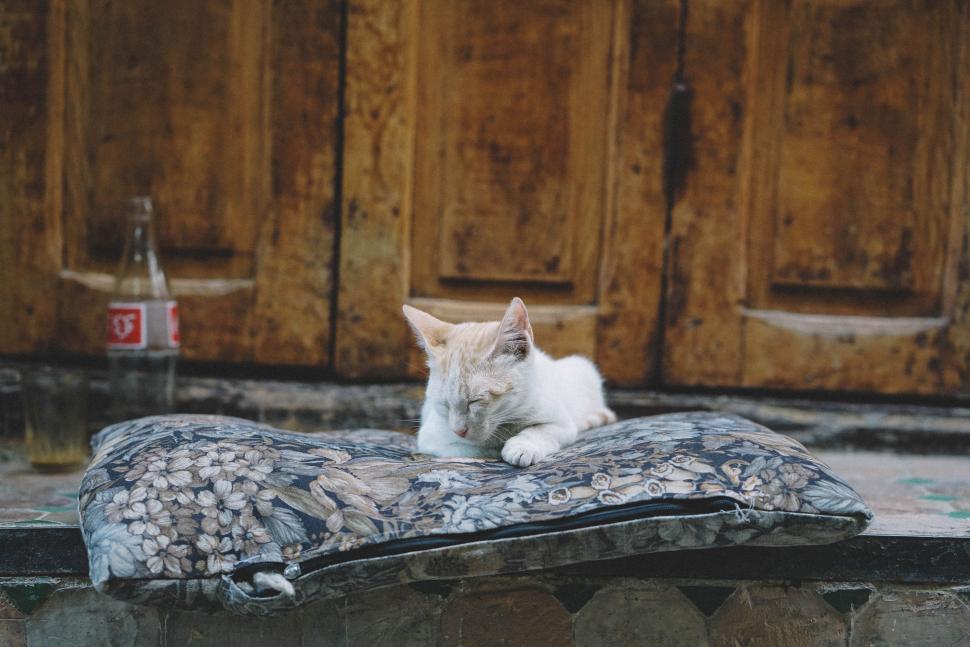 Free Image of Cat Laying on Top of Pillow on Ground 