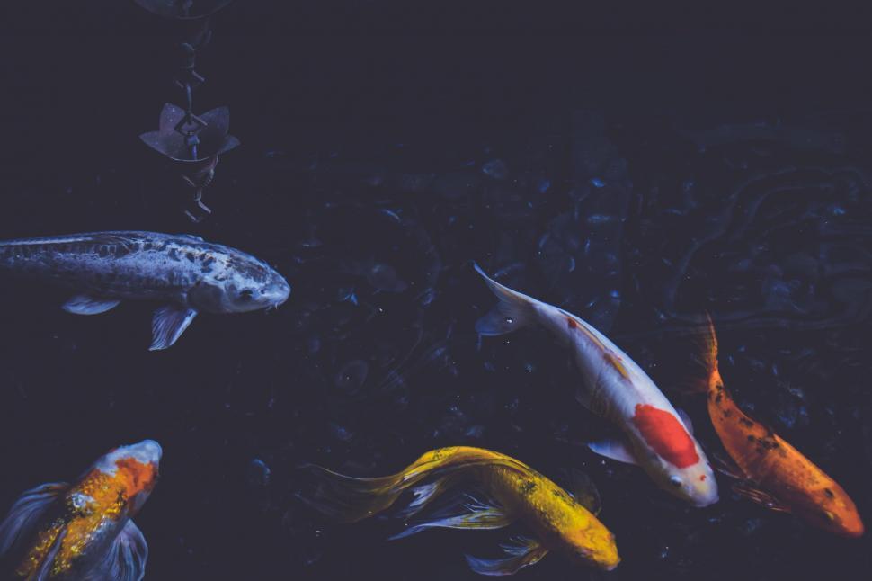 Free Image of Group of Fish Swimming in a Pond 